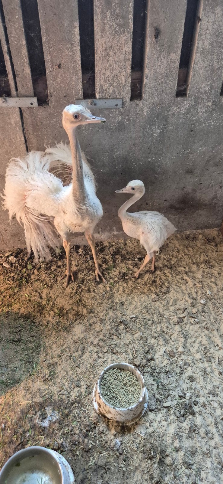 mooie jonge witte nandoekuikens nandoes, Dieren en Toebehoren, Pluimvee, Meerdere dieren, Overige soorten