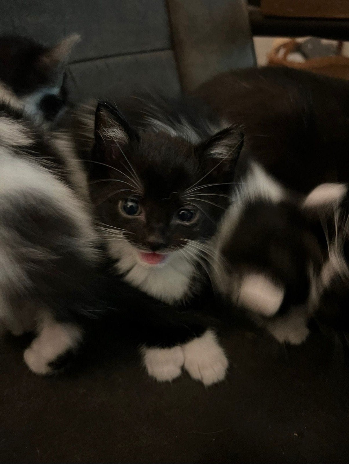 Kittens zoeken liefdevol warm mandje, Dieren en Toebehoren, Katten en Kittens | Raskatten | Korthaar, Meerdere dieren, Ontwormd