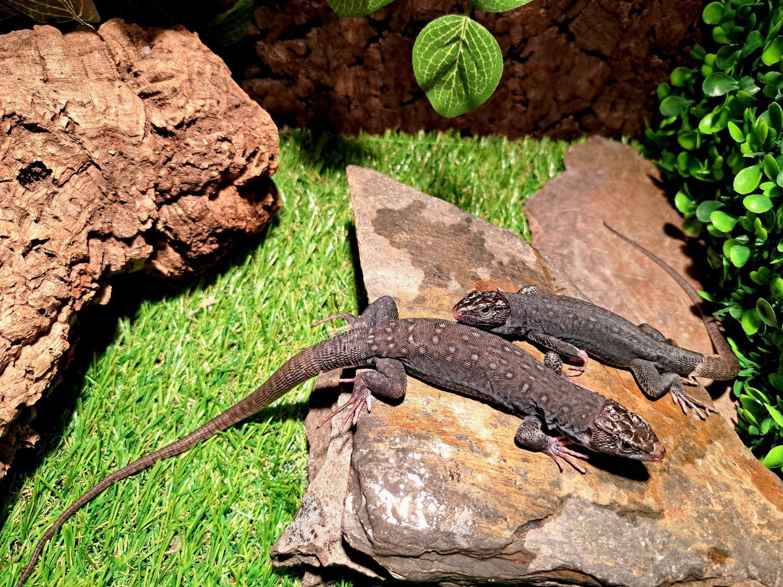 NK Timon Lepidus melanistic 0.0.2, Dieren en Toebehoren, Hagedis, 0 tot 2 jaar
