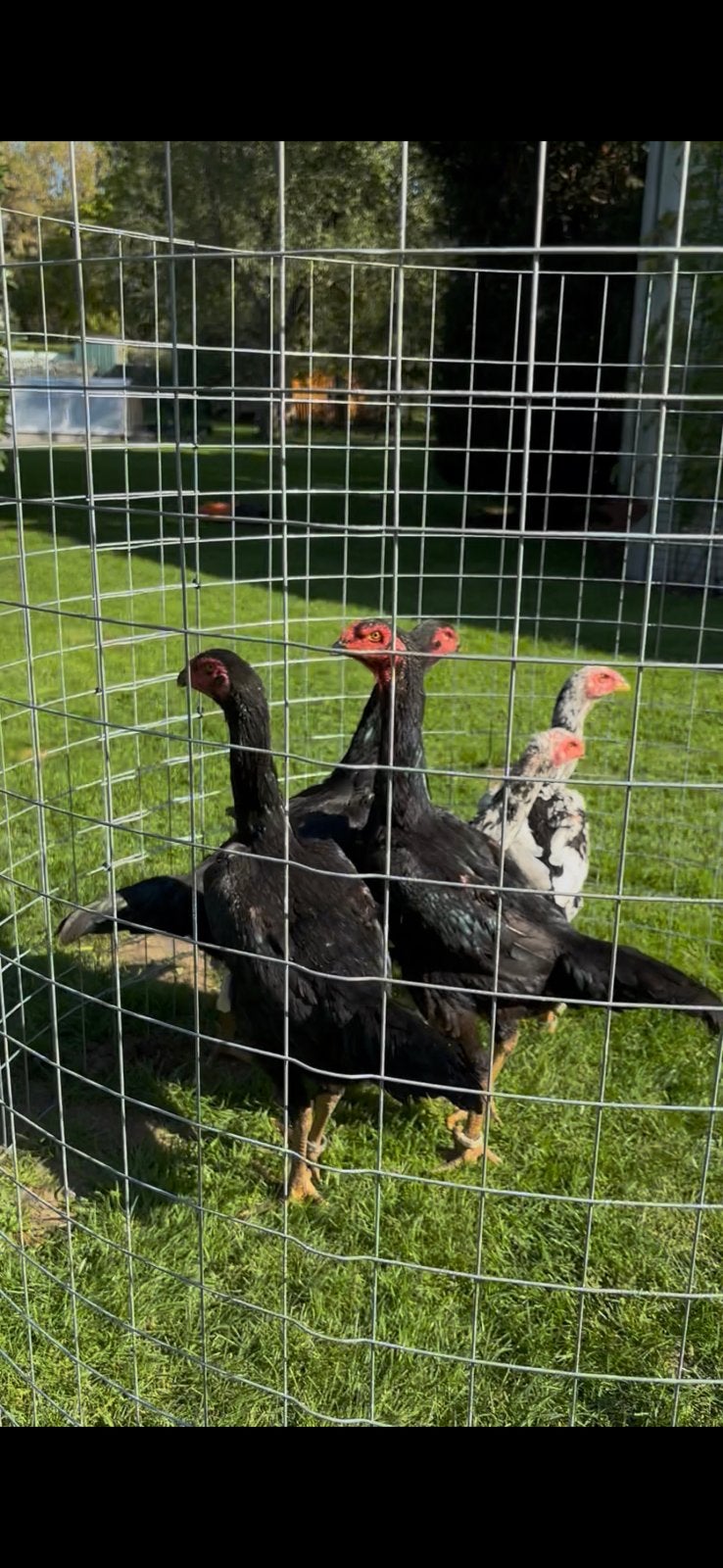 Shamo kippen, Dieren en Toebehoren, Vrouwelijk, Kip
