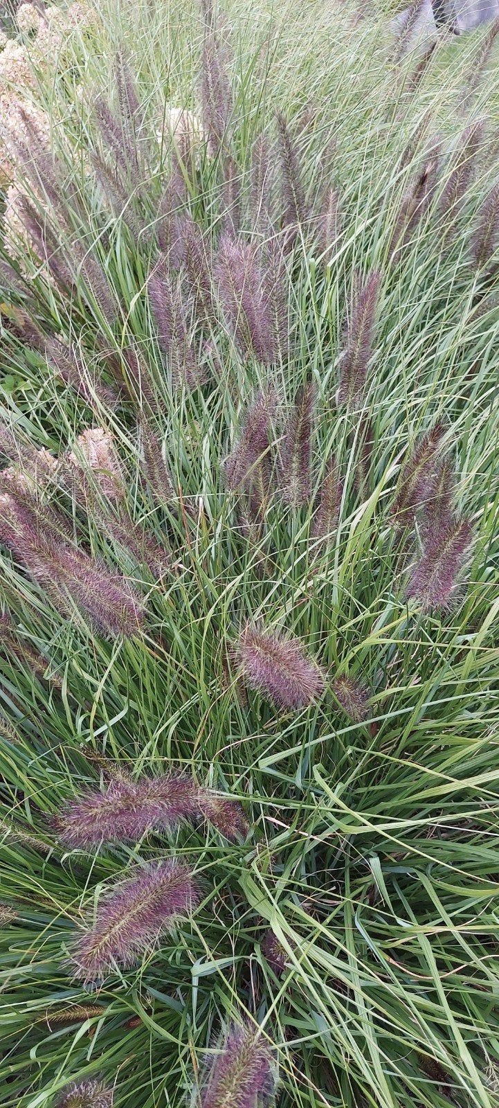 lampepoetsersgras, Tuin en Terras, Ophalen, Vaste plant, Siergrassen, Volle zon