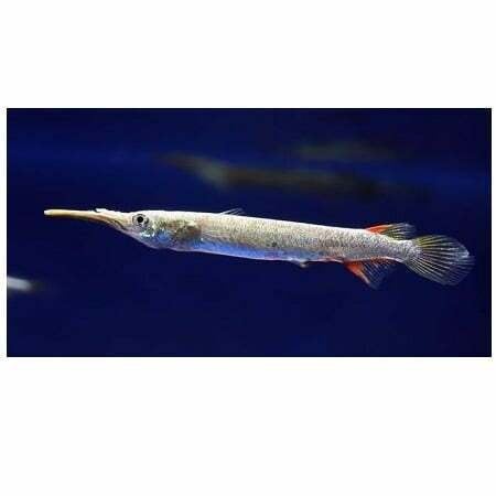 halfsnavelbek albino €4,95, Vis, Zoetwatervis