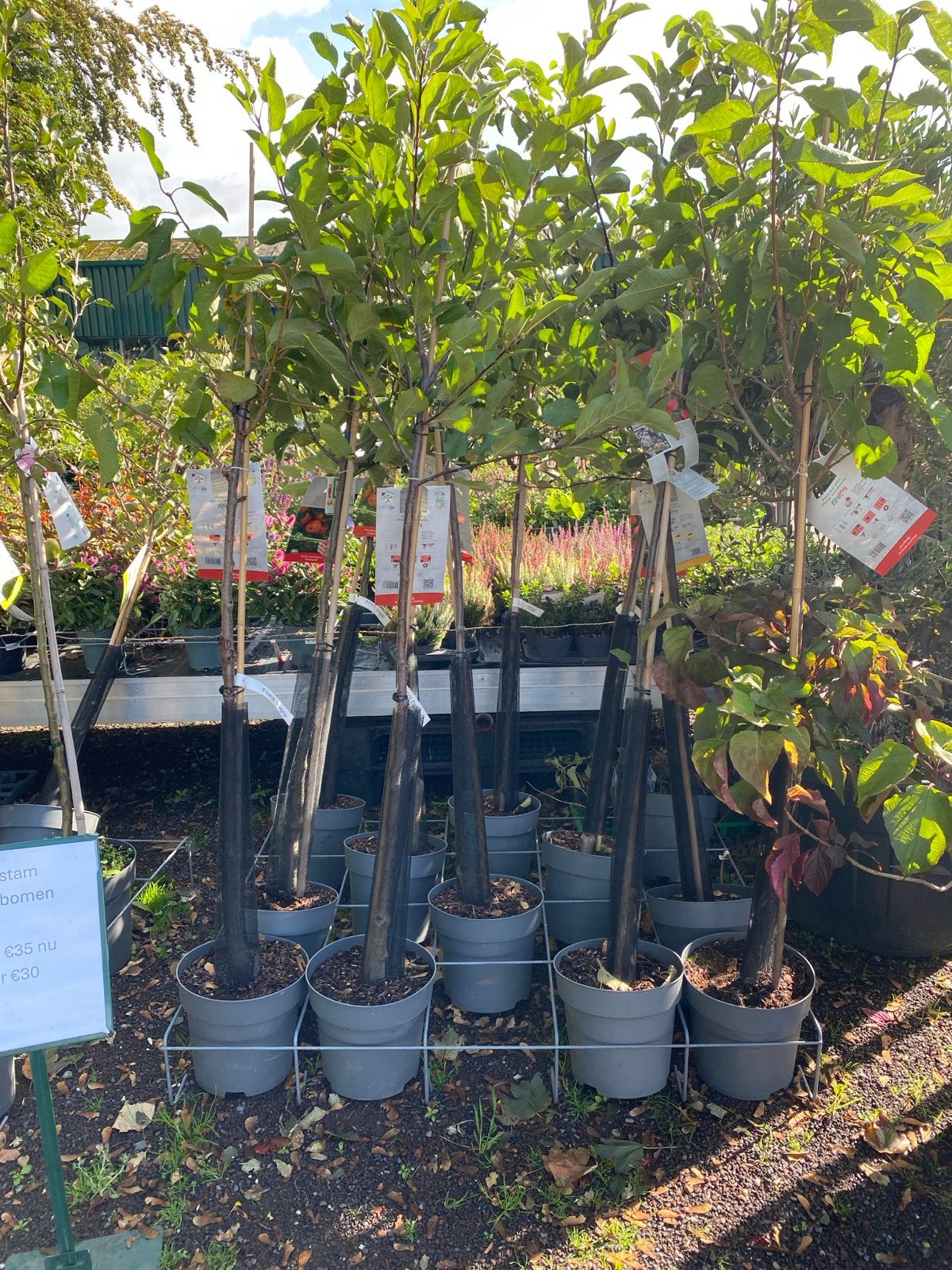 Diverse halfstam - Appel, Peer, Pruim, Kers, Ophalen, Lente, Volle zon, In pot