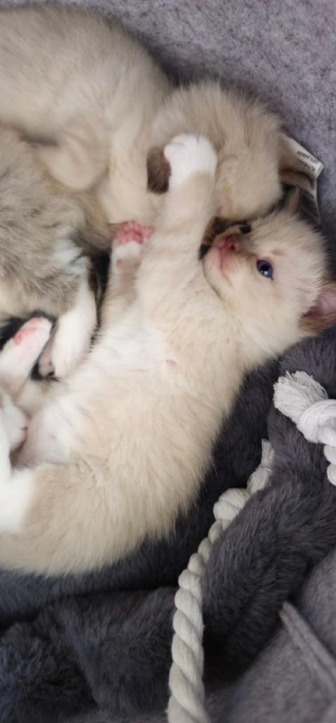Ragdoll kattens, Poes, 0 tot 2 jaar