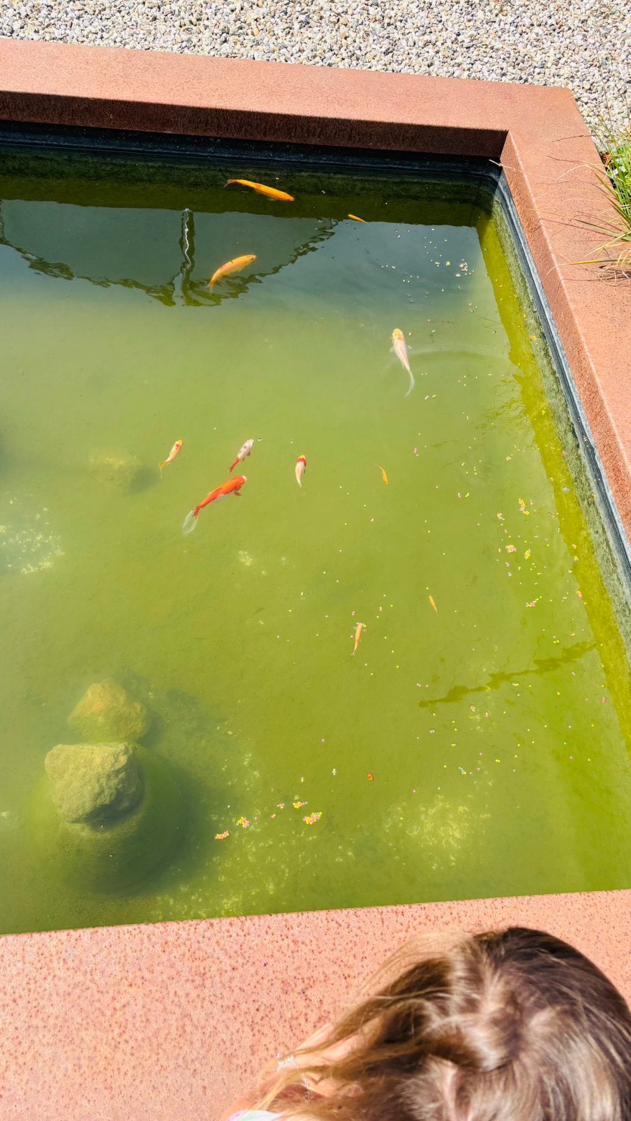 5 goudelritsen, Karper of Koi
