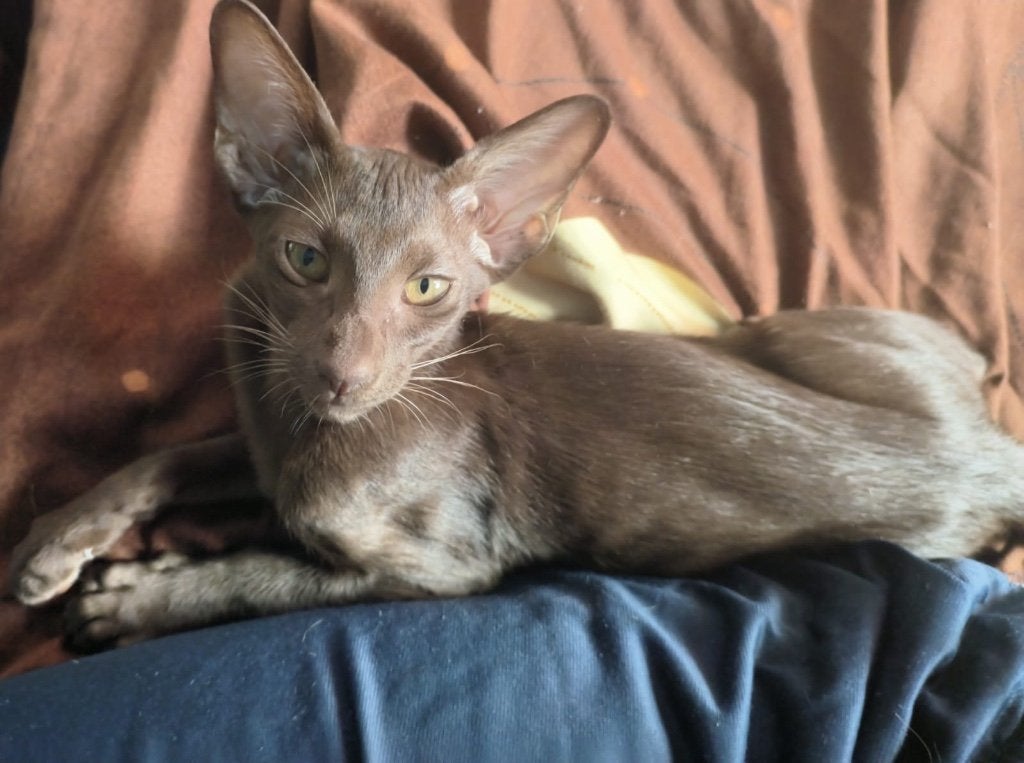 Oosterse Korthaar Kitten 10 mei ZUIVER RAS, Dieren en Toebehoren, Poes, Ontwormd, 0 tot 2 jaar