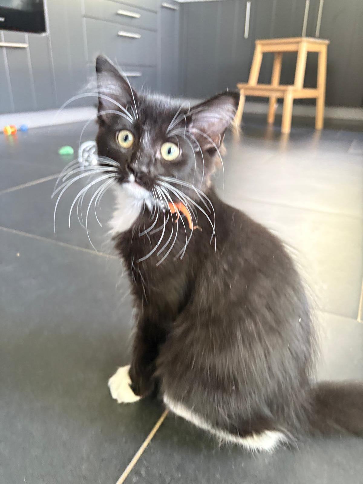 Poes Noorse Boskat, Poes, Langharig, 0 tot 2 jaar