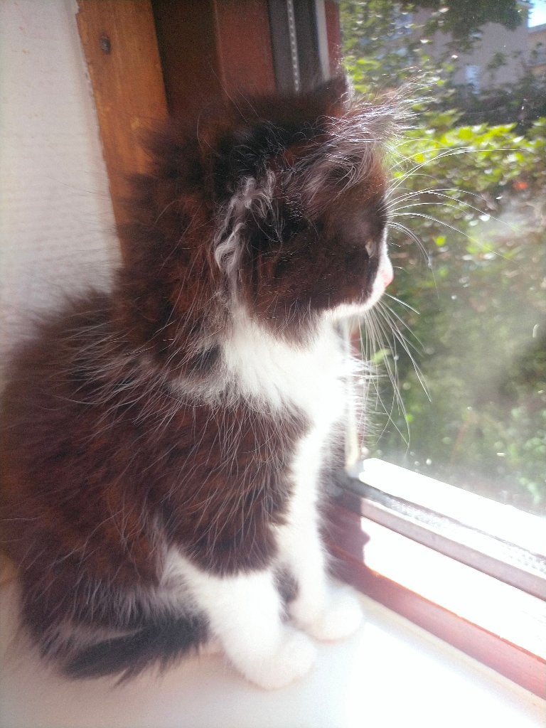 1 x Mainecoon kitten, Poes, Ontwormd, 0 tot 2 jaar