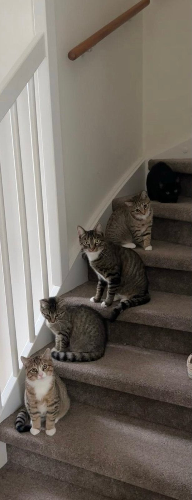 4 lieve katers (broers) zoeken samen of per duo nieuw thuis, Kater