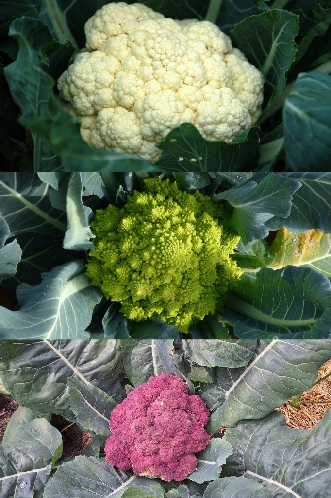 Bloemkool zaden, Verzenden, Zaad