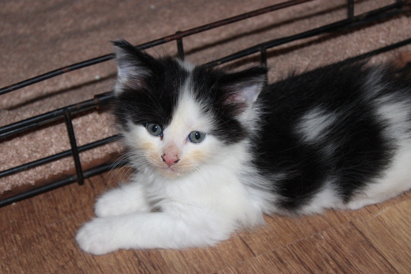 maine coon kater kittens, Kater, Ontwormd, 0 tot 2 jaar