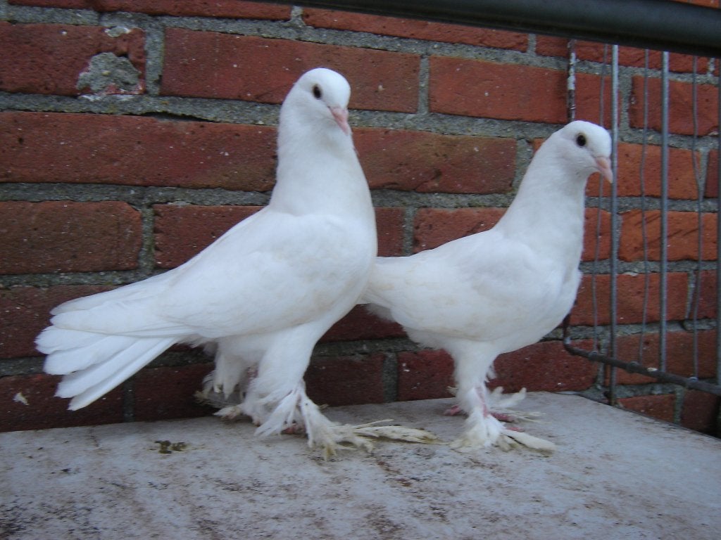 Witte..Sierduifjes *, Dieren en Toebehoren, Meerdere dieren, Overige soorten