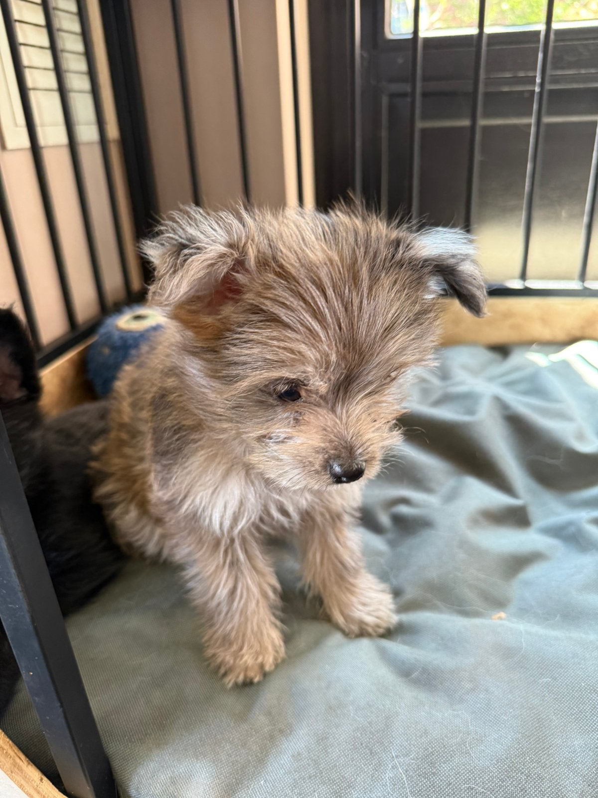 Pomeriaan/dewergkees pups, Dieren en Toebehoren, België, Particulier, Overige rassen, 8 tot 15 weken