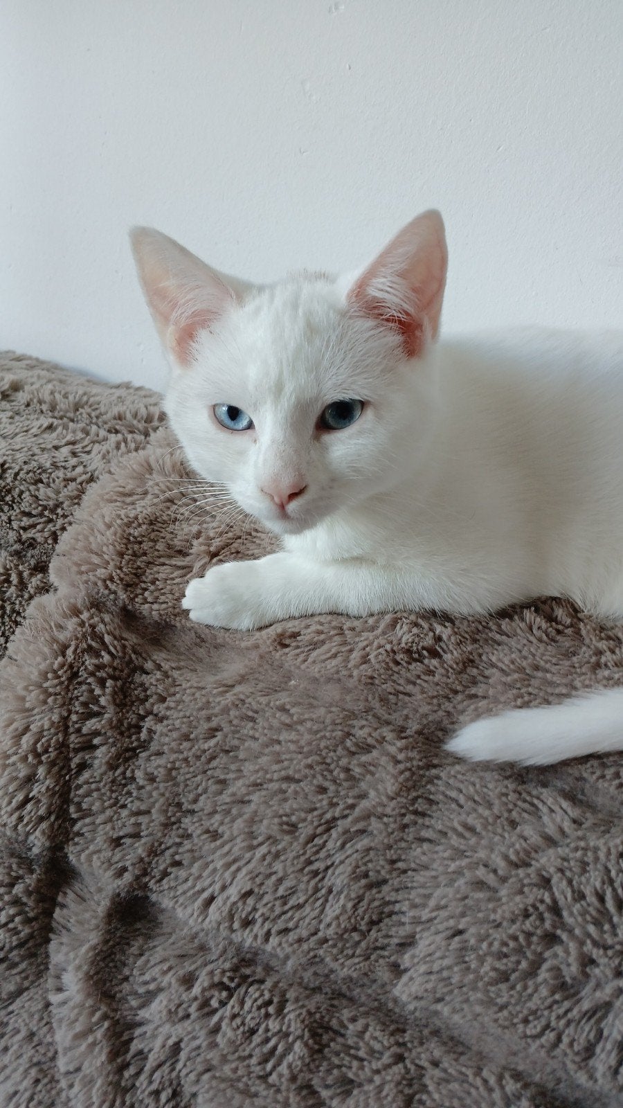 wit kitten poesje, Poes, Kortharig, 0 tot 2 jaar