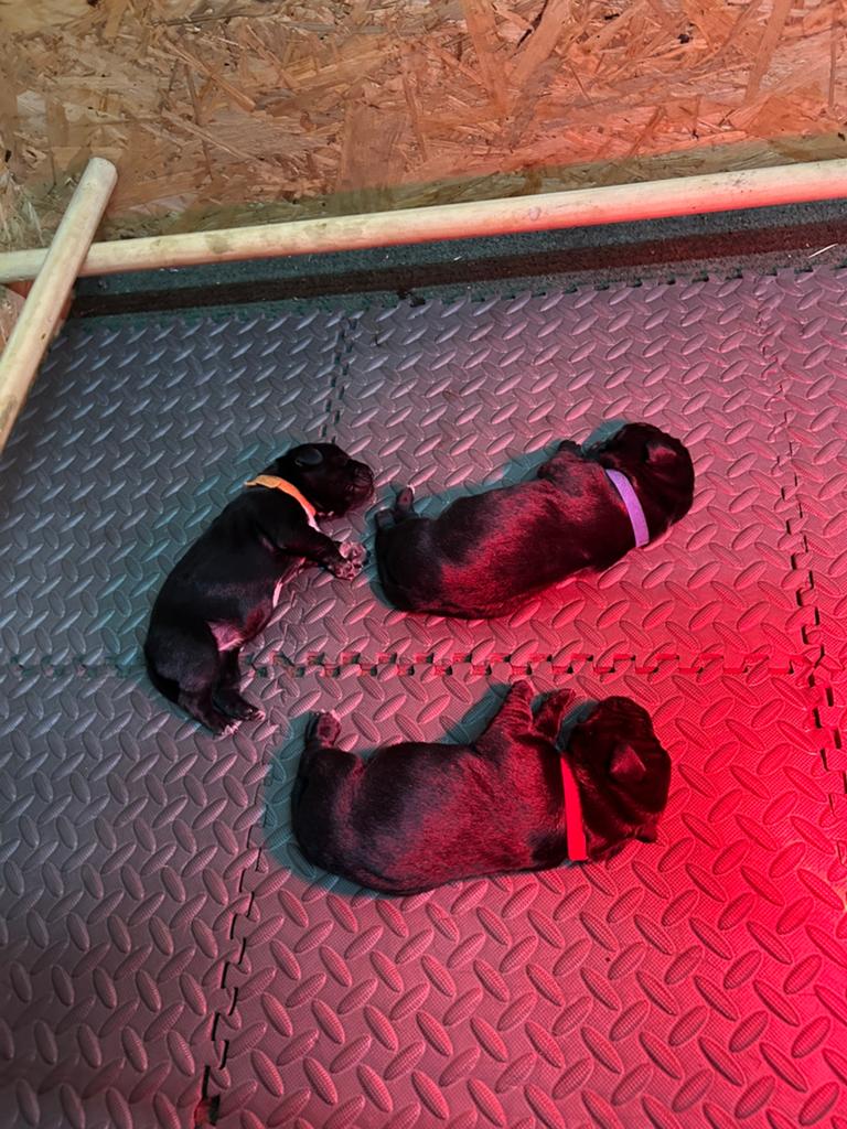 Puppy’s, 8 tot 15 weken, Teef, Meerdere, Parvo