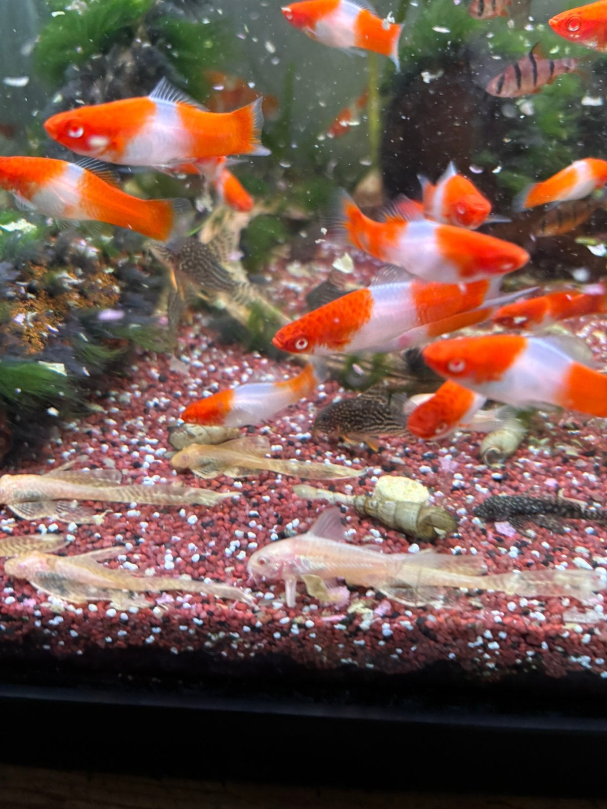 ancistrus longvin albino, Dieren en Toebehoren, Vissen | Aquariumvissen, Vis, Zoetwatervis, Schoolvis