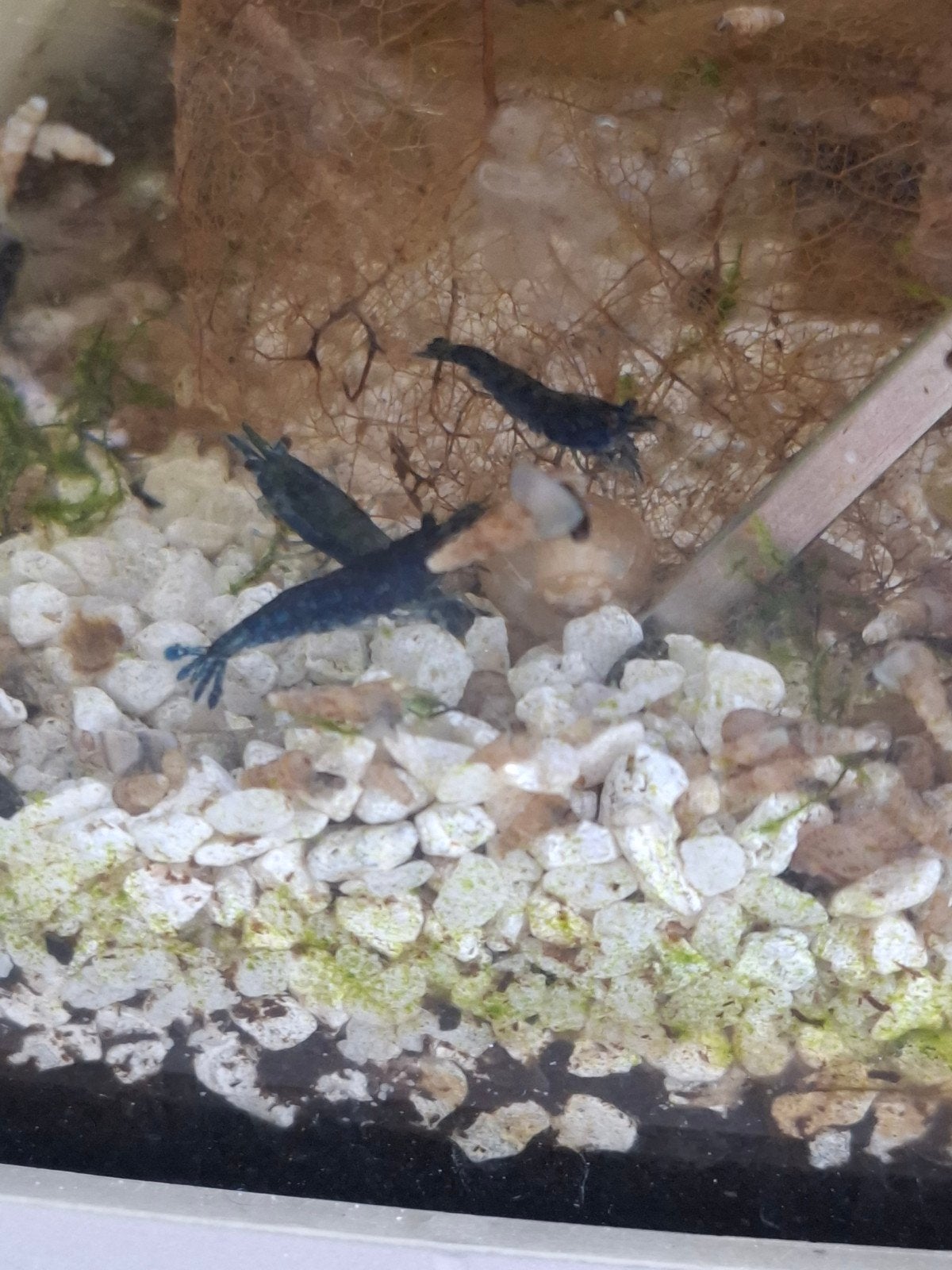 blue sapphire garnalen, Dieren en Toebehoren, Vissen | Aquariumvissen, Kreeft, Krab of Garnaal