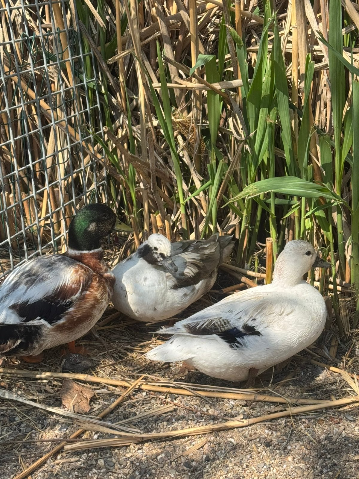 Kwakers, Meerdere dieren, Eend