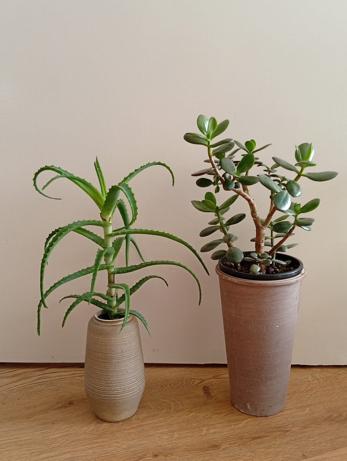 Crassula boom (geld & geluk boom) & Aloe vera boom, Huis en Inrichting, Ophalen, Halfschaduw, Minder dan 100 cm