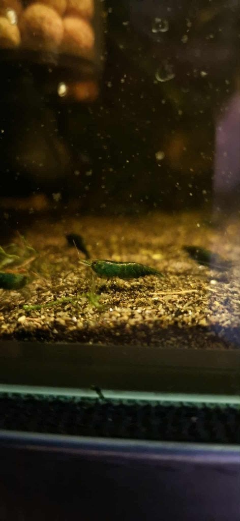 Green Jade garanaal (Neocaridina), Dieren en Toebehoren, Kreeft, Krab of Garnaal, Zoetwatervis, Schoolvis