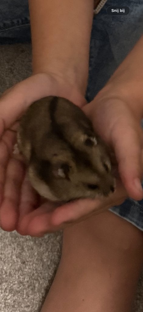 Hamster gratis + kooi, Dieren en Toebehoren, Kooi, Gebruikt, Minder dan 75 cm, Hamster