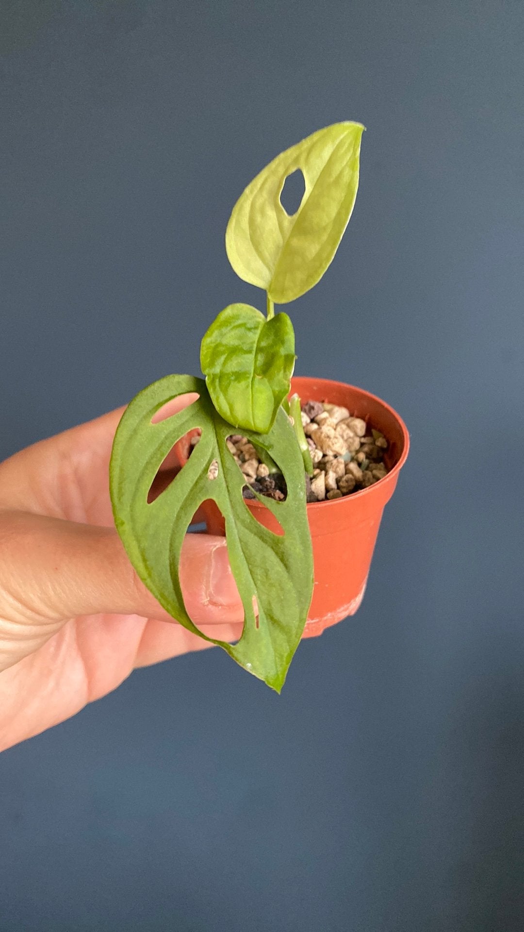 2x Monstera Acuminata babies, Ophalen, Halfschaduw, Minder dan 100 cm
