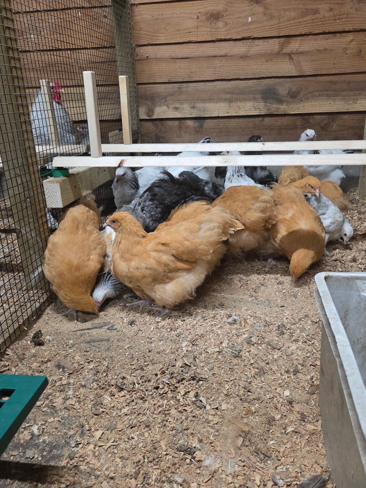 nog 2 prachtige orpington buff groot hennen, Dieren en Toebehoren, Vrouwelijk, Kip