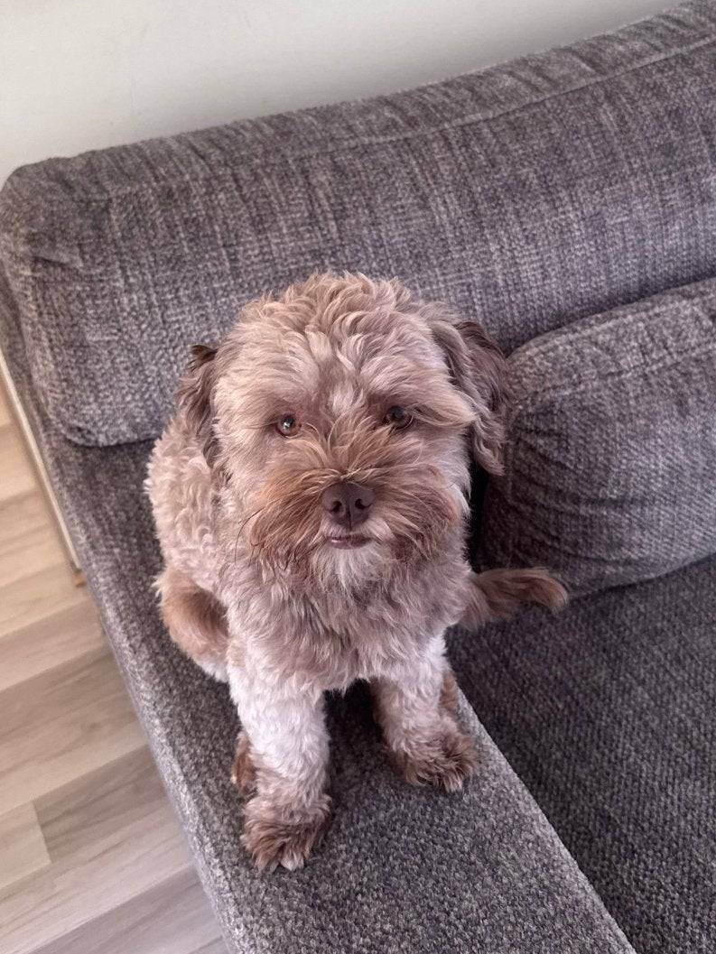 Maltipoo - dekreu, Reu, 1 tot 2 jaar, Eén hond, Nederland