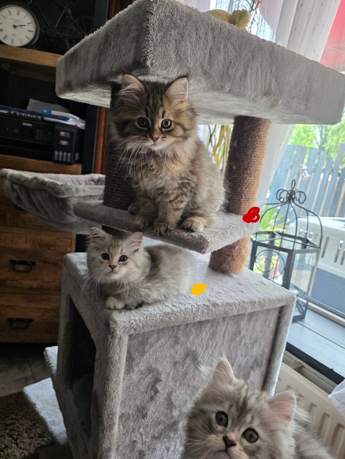 Brits langhaar x sibeer, Dieren en Toebehoren, Katten en Kittens | Raskatten | Langhaar, Meerdere dieren, Gechipt