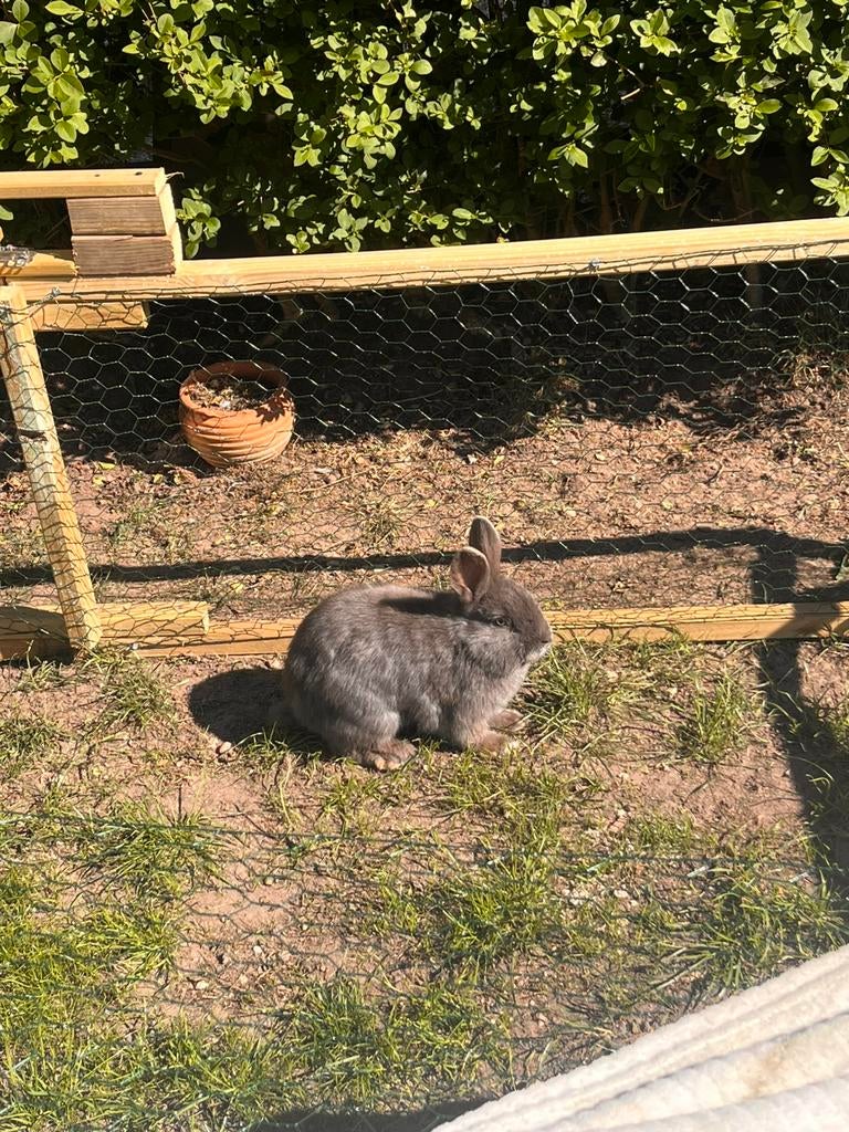 konijnen, Dieren en Toebehoren, Konijnen, Mannelijk
