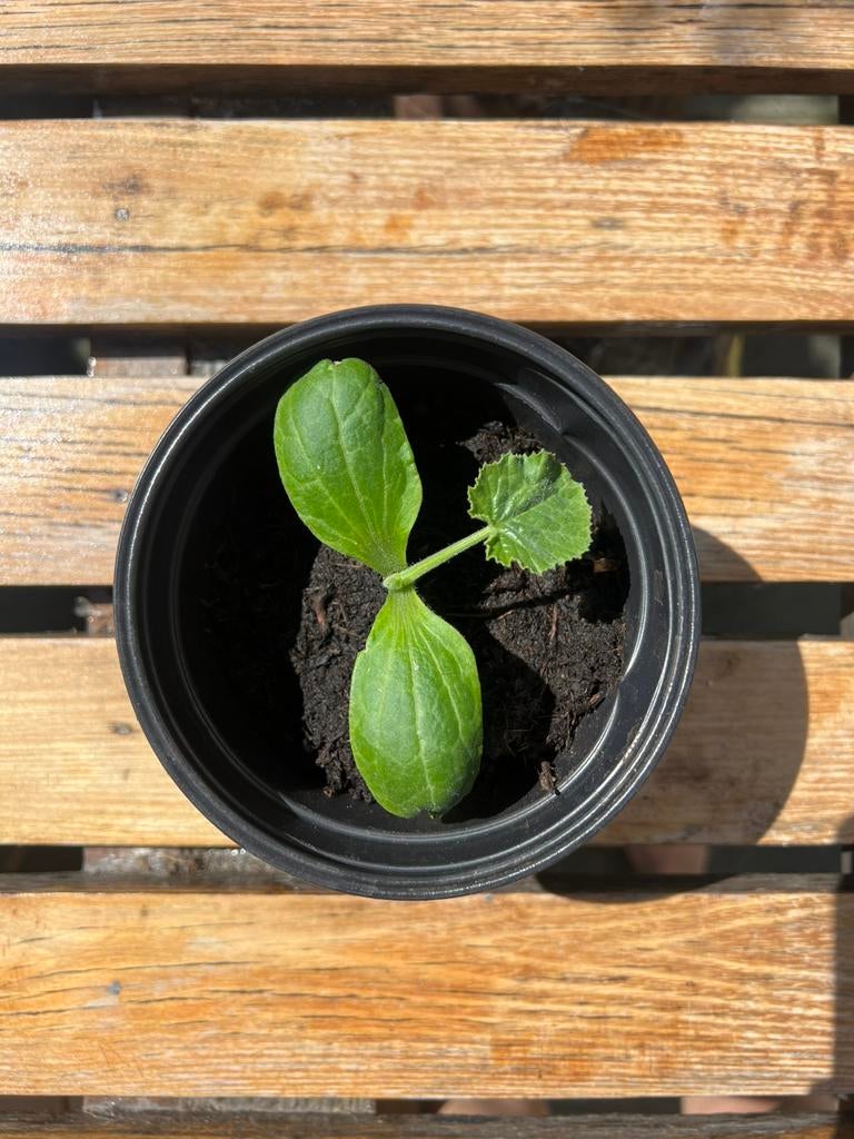 Biologische courgette & witte komkommer plantjes, Tuin en Terras, Minder dan 30 cm, Rond, Ophalen of Verzenden, Zo goed als nieuw