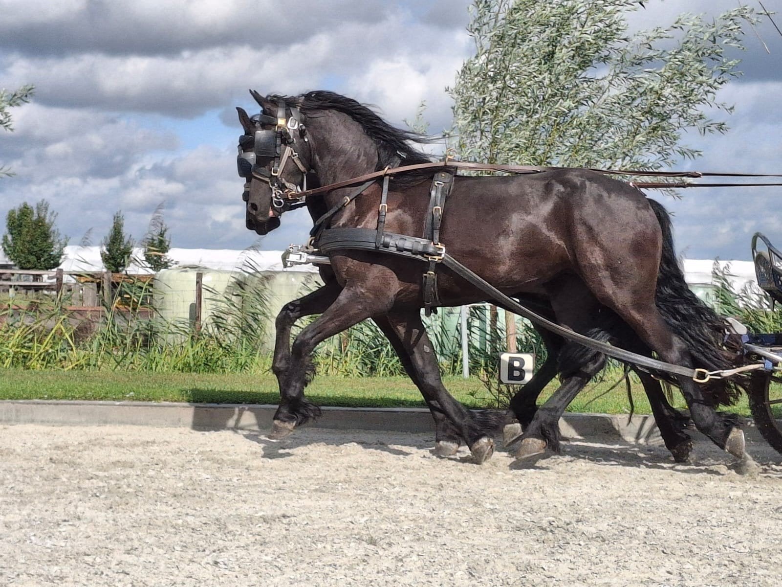 2 span 3 jarige Friese merries en merrie veulen, Dieren en Toebehoren, Merrie