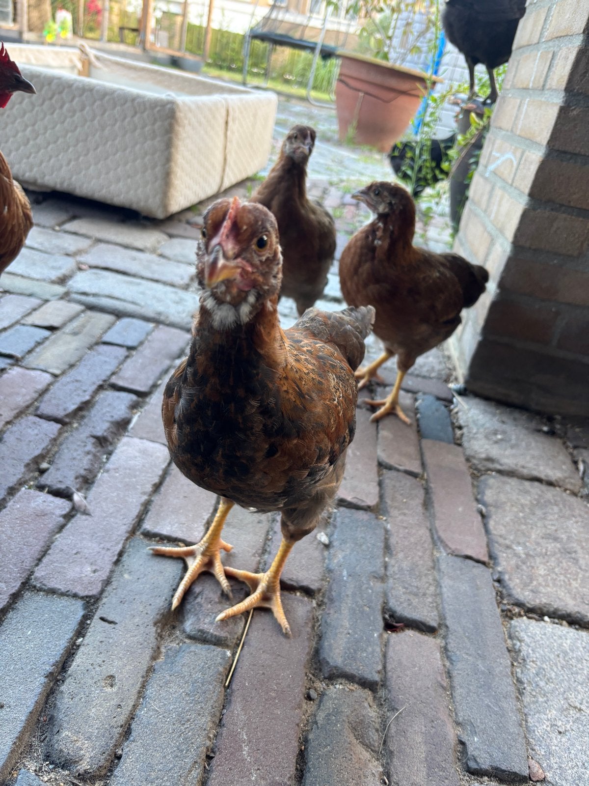 Raszuivere Welsumer haan (eventueel met hennen), Dieren en Toebehoren, Meerdere dieren, Kip