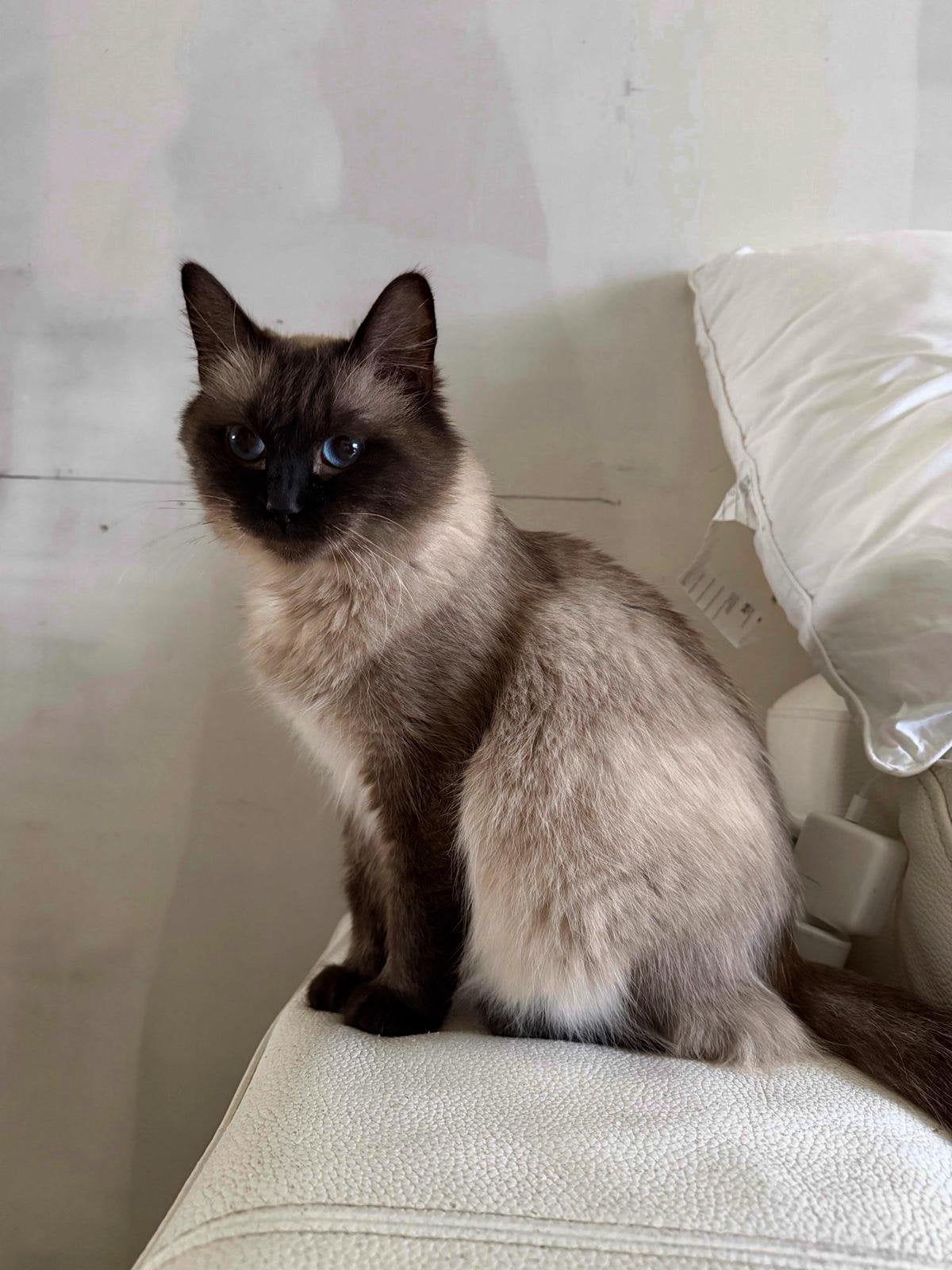 Lieve Ragdoll/Siamees kattin zoekt een warme thuis ️, Poes, Gechipt, 0 tot 2 jaar