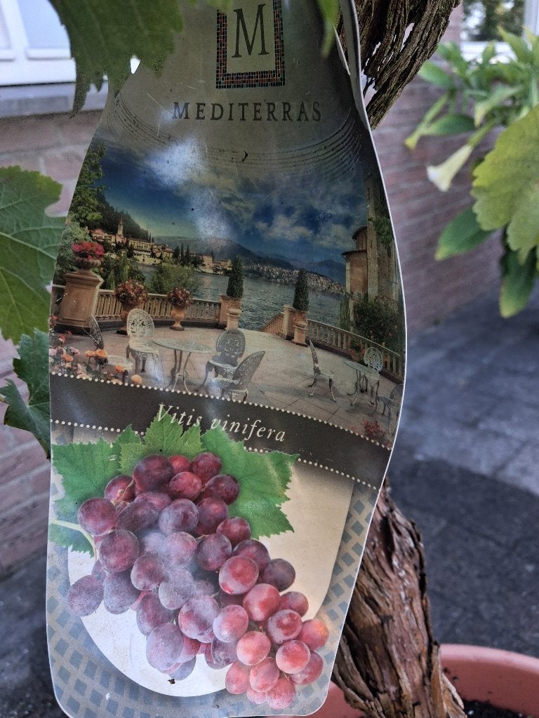 Mediterraanse druif Vitis vinifera ACTIE! NU €75,-, Tuin en Terras, Planten | Fruitbomen, Minder dan 100 cm, Overige soorten, Volle zon