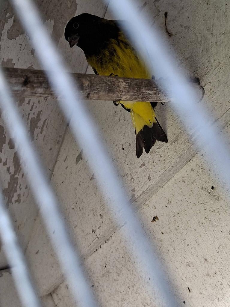 Zwartkopsijs, Dieren en Toebehoren, Vogels | Kanaries, Mannelijk, Kleurkanarie