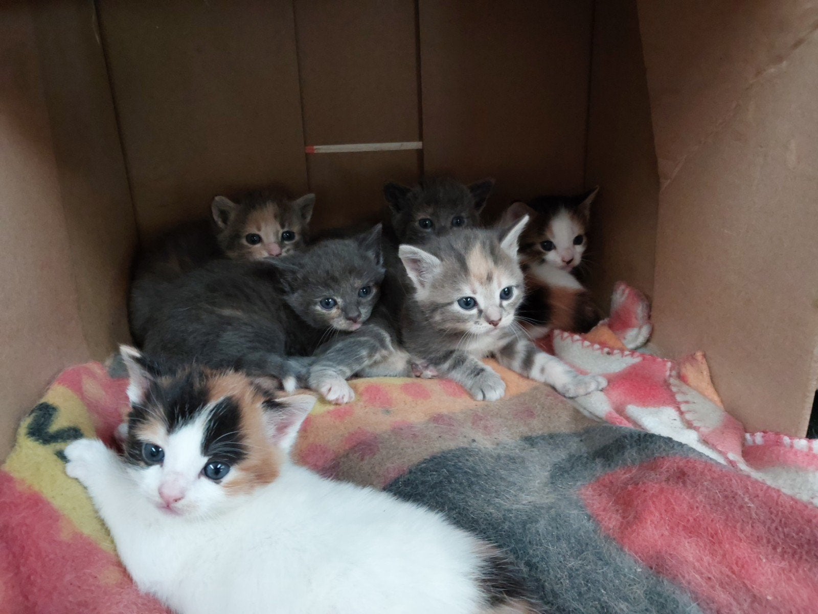 Kittens, Meerdere dieren