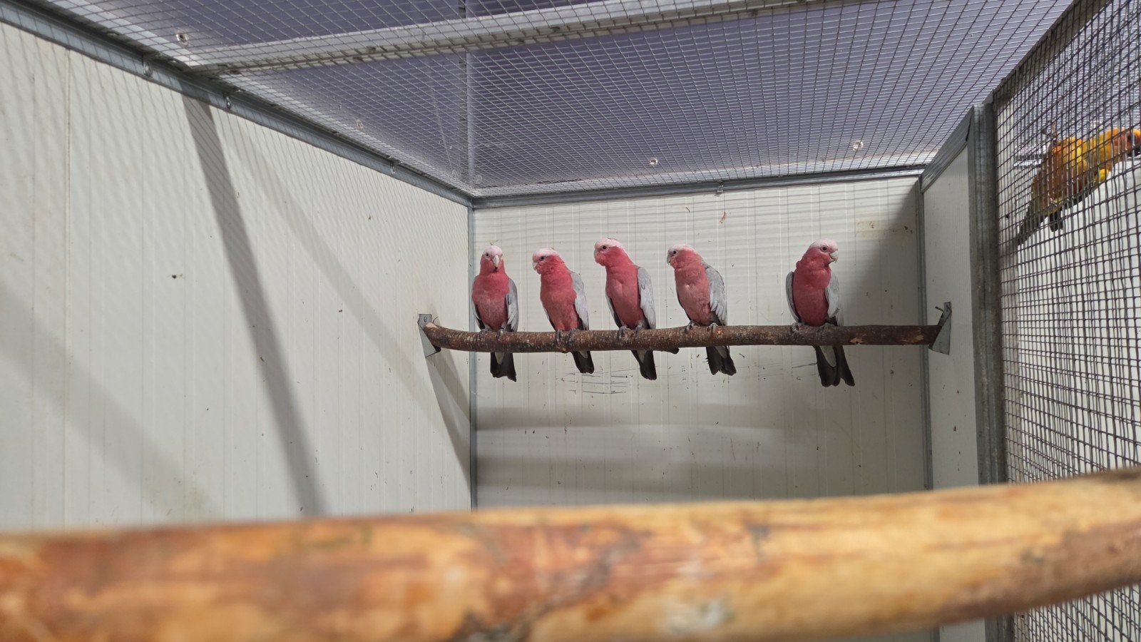 3-2 Rose kaketoes, Meerdere dieren, Papegaai, Geringd