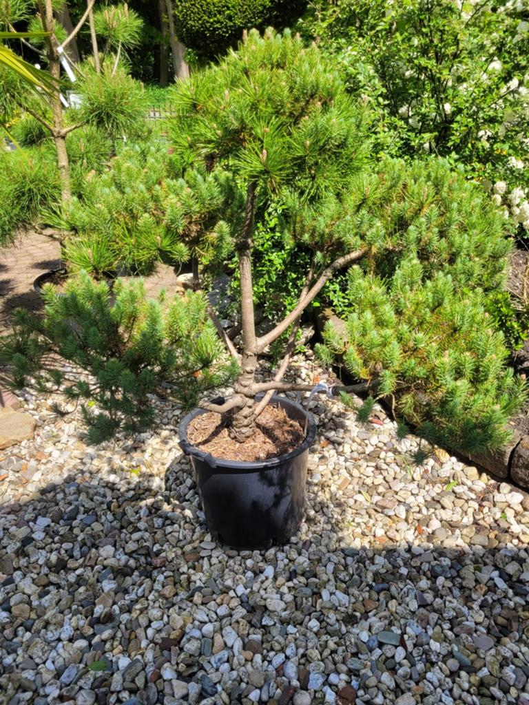 Pinus Pinea Vormsnoei - Mediterrane Pijnboom, Tuin en Terras, Planten | Bomen, Ophalen