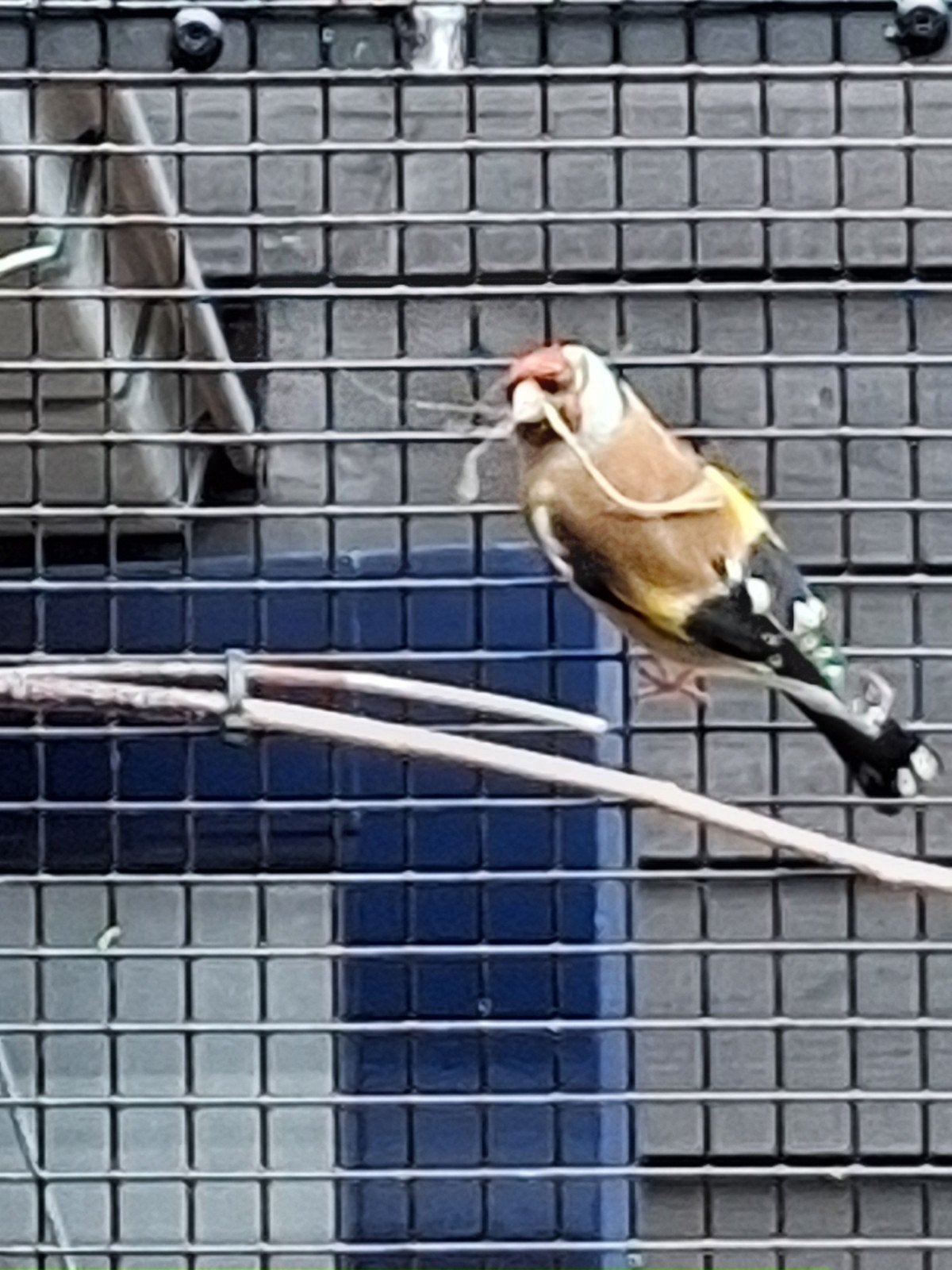 super mooie Grote Major Putter Pop Wildkleur, Vrouwelijk, Wildzangvogel, Geringd