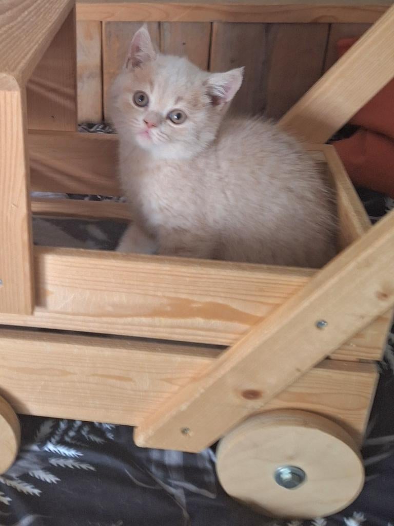 Creme katertje britskorthaar, Dieren en Toebehoren, Katten en Kittens | Raskatten | Korthaar, Kater