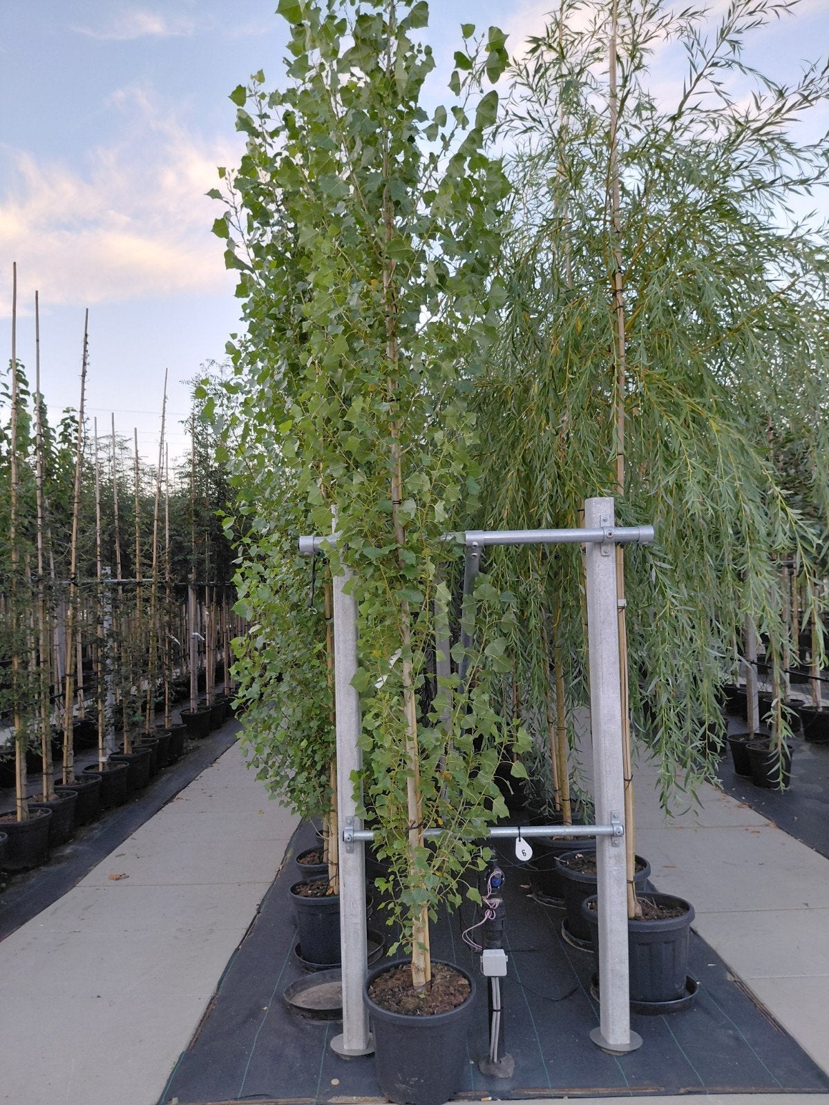populus nigra italica (zwarte populier), Tuin en Terras, Planten | Bomen, Bloeit niet, 250 tot 400 cm, Zuilboom, Ophalen
