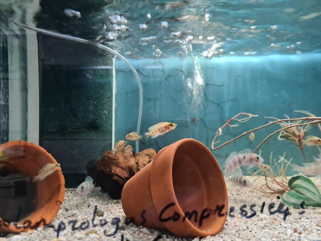 Altolamprologus Compressiceps Tanganyika Cichliden, Dieren en Toebehoren, Vissen | Aquariumvissen, Vis, Zoetwatervis
