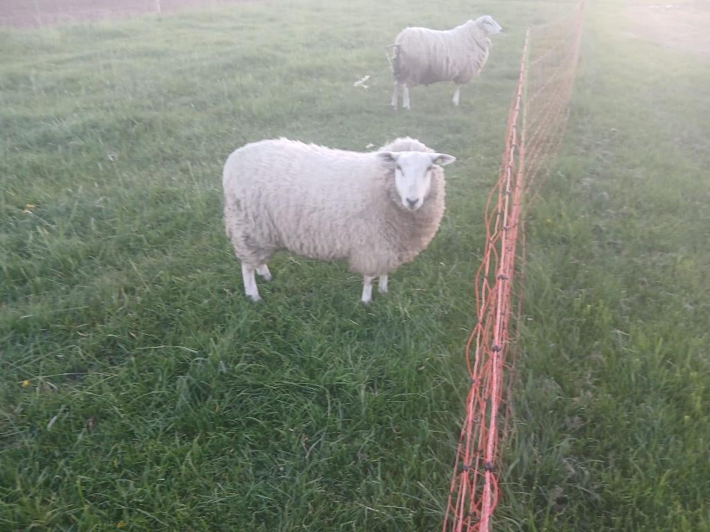 schaap te koop, Vrouwelijk, Schaap, 0 tot 2 jaar