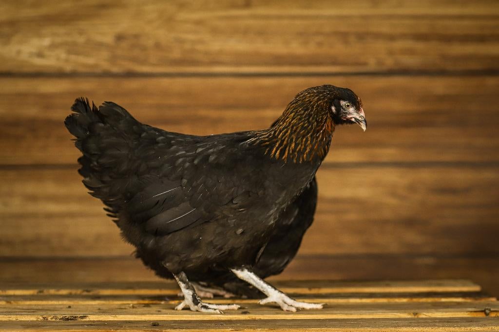 Marans kippen | Rustige kippen | Speciale eieren, Vrouwelijk, Kip