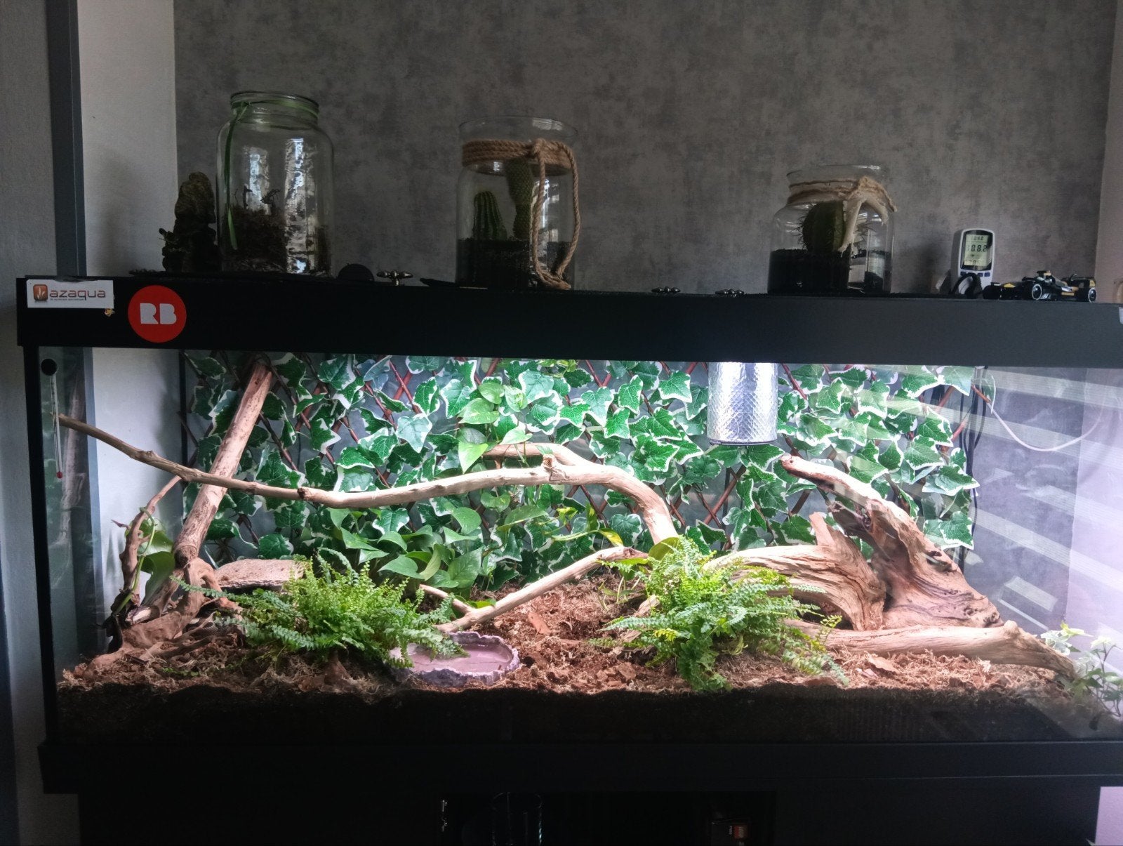 Bio aktiv terrarium met  Konings Python, Ophalen
