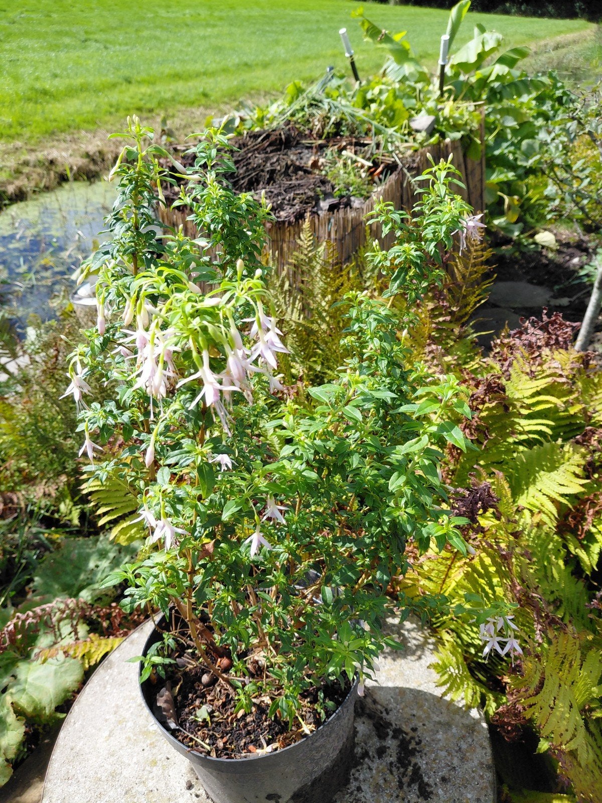 Fuchsia, Tuin en Terras, Overige soorten, Vaste plant, Ophalen of Verzenden, Halfschaduw