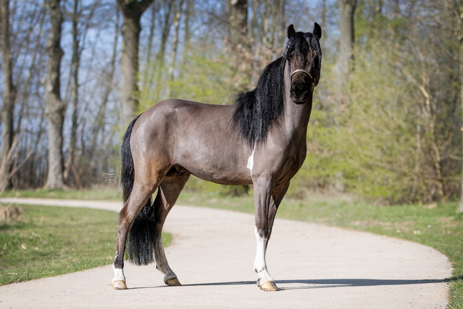 prachtig Amerikaans mini paardje, Dieren en Toebehoren, Pony's, Hengst, A pony (tot 1.17m), 3 tot 6 jaar, Met stamboom, Gechipt