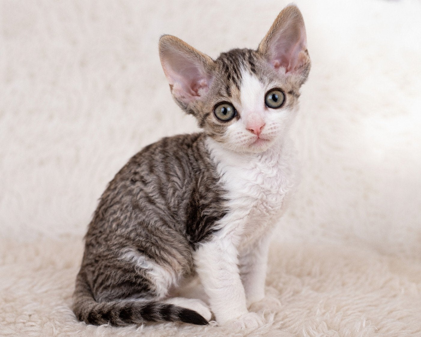 Gezocht: Devon Rex  Europese Korthaar kitten, Dieren en Toebehoren, Geslacht onbekend, 0 tot 2 jaar