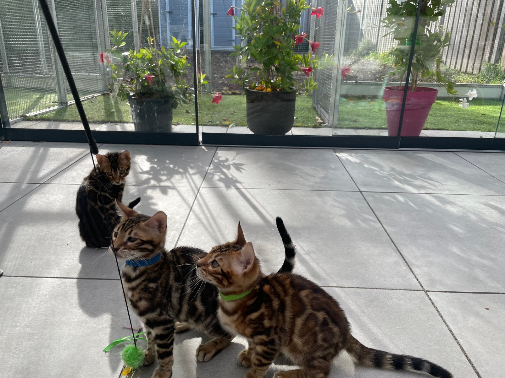 Raszuivere  bengaalse kittens met stamboom, Dieren en Toebehoren, Meerdere dieren, Met stamboom, 0 tot 2 jaar